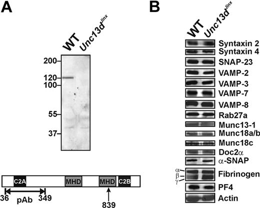 Figure 1. Western blotting analysis of platelets from wild-type and Unc13dJinx mice. (A) Equal amounts of platelet extract from wild-type (WT) and Unc13dJinx mice (5 × 107 platelet equivalents per lane) were separated using sodium dodecyl sulfate–polyacrylamide gel electrophoresis and analyzed by Western blotting using a polyclonal, anti-Munc13-4 antibody. The epitope used for antibody generation is indicated in the schematic diagram of mouse Munc13-4 in panel A. The position of the frameshift mutation is indicated (839 aa, ↑). (B) The platelet extracts used in panel A were probed with antibodies against the indicated SNARE proteins, secretion regulators, and cargo.