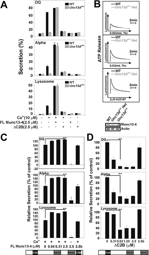 Figure 5. Munc13-4 is a limiting factor for platelet exocytosis. (A) Platelets were permeabilized by incubation with Streptolysin-O (SLO). Platelets from wild-type (WT) and Unc13dJinx mice were incubated with recombinant full-length (FL) Munc13-4 or ΔC2B as indicated. Samples in which Munc13-4 was omitted were included as controls. CaCl2 (10μM final) was added as indicated and secretion from dense granules (DG), α-granules (Alpha), and lysosomes was monitored and plotted as in Figure 2. Data are represented as the mean ± SD, n = 3. (B) Platelets from wild-type (WT, black traces) or Unc13dJinx heterozygous mice (Unc13dJinx Het, gray traces) were prepared as previously described in the legend of Figure 4. Secretion of ATP from dense granules (Luminescence) was monitored after addition of the indicated agonists. (Inset) The expression levels of Munc13-4 in platelets from wild-type (WT), Unc13dJinx, and Unc13dJinx heterozygous mice as determined by Western blotting with actin serving as loading control. (C-D) Human platelets were permeabilized with SLO as describe above and incubated with the indicated concentrations of Munc13-4 (C), ΔC2B (D), or with proteins that had been heat-inactivated (2.5b). Secretion from dense granules (DG), α-granules (Alpha), and lysosomes was monitored and normalized to controls in which no exogenous Munc13-4 was added. A Student t test (SigmaPlot 9.0) was used to assess the statistical significance of the differences between groups (**P < .01).