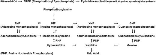 Figure 1. Role of PNP in purine pathway. This mammalian enzyme is involved in phosphorolysis of substrates such as inosine/deoxyinosine, xanthosine/deoxyxanthosine, and guanosine/deoxyguanosine. With these conversions, bases such as hypoxanthine, xanthine, and guanine, respectively, are formed.