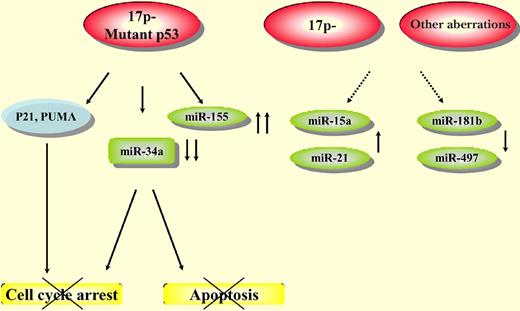 Model on miRs deregulated in CLL with 17p deletion. p53 targets are deregulated in cases with 17p deletion and TP53 mutation. Based on the work presented in this issue, additional miRs (miR-21, miR-181, miR-155, miR-497, and miR-15a) are differentially expressed in CLL with and without 17p deletion. Downstream targets potentially mediating clinical consequences of deregulation of these miRs in CLL are currently unknown.