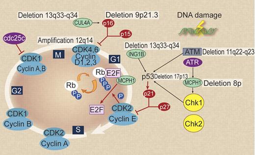 Figure 1. Schematic diagram summarizing the cell-cycle and DNA damage response alterations in MCL, highlighting specific genomic copy number variations. The t(11;14)(q13;q32) translocation results in up-regulation of cyclin D1, an important regulator of the G1 phase of the cell cycle with its catalytic partner cyclin-dependent kinase 4 (CDK4). Overexpression of cyclin D1 maintains retinoblastoma (Rb) in a phosphorylated state leading to its inactivation and release of its suppression on the transcription factor E2F. E2F transactivates numerous S-phase gene promoters (cyclins D, E, A) and thus instigates DNA synthesis. Alterations described by Hartmann et al may act in the following ways. CUL4A binds to CDKN2A/p16 causing p16 activation. Loss of CUL4A prevents cell-cycle inhibition through p16. ING1 increases p21 expression by up-regulating the DNA damage-response gene p53. The loss of ING1 enhances cell-cycle progression through the G1/S checkpoint by removing the p21 brake. In MCL, MCPH1 is down-regulated resulting in increased cell cycling and a failure of apoptosis. Professional illustration by Debra T. Dartez.