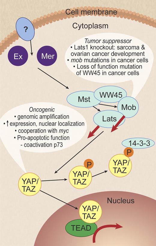 Figure 2. The Hippo pathway. In mammalian cells, the Hippo pathway kinase cascade inhibits YAP by direct phosphorylation of YAP by Lats to generate a 14-3-3–binding site that induces YAP cytoplasmic translocation and inactivation. Evidence to support the role of YAP as an oncogene is listed. Ex indicates Expanded; Mer, Merlin, also called NF2; Mst, Mst1/2, also called STK4 and STK3, Hpo homolog; WW45, Sav homolog; Mob, Mps 1 binder kinase activator-like 1A/B, MOBKL1A/B, Mats homolog; Lats, Lats1/2, Wts homolog; YAP, Yes-associated protein, Yki homolog; TAZ, transcriptional coactivator with PDZ-binding motif, also called WWTR1, Yki homolog; and TEAD, TEA domain family member 1/2/3/4. Dashed arrows indicate unknown biochemical mechanism and question marks denote unknown components. Adapted from Zhao et al7 with permission. Professional illustration by Debra T. Dartez.