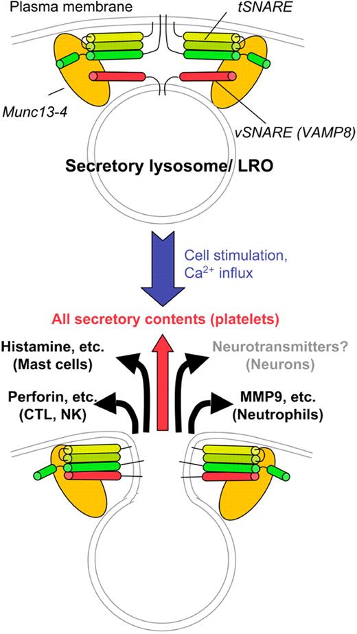 Munc13-4 stimulates fusion of platelet granules with the plasma membrane to release granule contents. (Top) Presecretory phase in which secretory lysosomes, platelet α-granules or dense granules, or other LRO is “docked” at the plasma membrane. Fusion requires engagement of a vSNARE (red) on the granule membrane with a tSNARE complex (green) on the plasma membrane. Munc13-4 (orange) stimulates this engagement in a calcium-dependent manner. Upon cell activation and calcium influx (bottom), the membranes fuse, releasing the contents of the granule to the extracellular space. Highlighted are examples of LRO cargoes that are known to be regulated by Munc13-4.