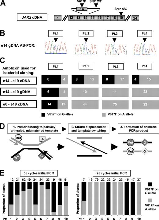 Figure 1. Detection of biallelic JAK2 mutations in patients with essential thrombocythemia by allele-specific PCR and bacterial cloning of gDNA or cDNA PCR products. (A) Schematic representation of JAK2 cDNA showing the position of the V617F mutations and the intron 14 and exon 19 single nucleotide polymorphisms (SNPs) used in these studies. (B) Granulocyte genomic DNA (gDNA) from patients 1-4 was amplified using a JAK2 V617F mutation-specific and common reverse primer to generate an amplicon encompassing an informative intron 14 SNP (arrowhead), with sequencing of the amplicon showing a JAK2 mutation on both the C- and T-alleles in patient 1, and a JAK2 mutation on the C allele only in patients 2-4. (C) Amplicons generated from cDNA or gDNA were column-purified, ligated into pGem-T Easy (Promega) or TOPO XL (Invitrogen) vectors and used for transformation of competent Escherichia coli bacteria per the manufacturer's instructions. Individual bacterial colonies were then picked and genotyped by sequencing with M13 primers. Analysis of a cDNA amplicon, encompassing JAK2 exons 14 to 19, by PCR amplification and bacterial cloning suggested the presence of biallelic JAK2 mutations in all 4 patients; however, similar analysis of both a gDNA amplicon encompassing JAK2 exons 14 to 19 and a cDNA amplicon encompassing JAK2 exons 6 and 19 indicated the presence of biallelic JAK2 mutations in patient 1 only. The number of bacterial clones with each genotype is indicated on the individual bar charts. (D) Model to explain the formation of chimeric PCR products in a mixed template reaction due to the extension of a partially annealed, mismatched template, giving rise to the artifactual appearance of biallelic mutations. (E) Analysis by bacterial cloning and genotyping of an exon 14-19 cDNA amplicon generated by either 35 or 25 cycles of initial PCR amplification: analysis of the 35-cycle amplicon suggested biallelic JAK2 mutations in all 10 patients, whereas reducing the initial PCR step to 25 cycles indicated biallelic mutations only in patient 1, concordant with the allele-specific PCR/sequencing assay. These data indicate that apparent biallelic JAK2 mutations are likely to reflect generation of chimeric DNA molecules during the later stages of PCR amplification. The number of individual bacterial clones genotyped is recorded above the graph. All ET patients were diagnosed according to criteria recently published by the British Committee for Standards in Haematology.4
