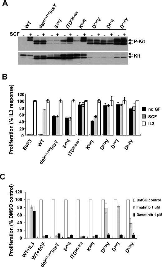 Figure 1. Ligand-independent activity of KIT mutants in Ba/F3 cells. (A) Tyrosine phosphorylation of KIT mutants in Ba/F3 cells. Whole-cell lysates obtained from cells unstimulated or stimulated for 5 minutes with 250 ng/mL mSCF were subjected to SDS-PAGE and immunoblotted with anti-PY719KIT antibody. The blot was stripped and reprobed with anti-KIT antibody. Arrows indicate the position of mature (top arrow) and immature (bottom arrow) forms. (B) Cytokine-independent proliferation of Ba/F3 cells carrying KIT mutants. Cells were exposed to 250 ng/mL mSCF or 12.5 ng/mL IL-3 or left unstimulated for 48 hours. Cell proliferation was assessed by measuring mitochondrial conversion of WST-1 into blue formazan dye with a spectrophotometer. Data are shown as percentage of absorbance at 450 nm compared with absorbance of the respective cell line under IL-3 stimulation. (C) Effect of tyrosine kinase inhibitors on ligand-independent proliferation of Ba/F3 cells. Ba/F3 cells expressing WT were introduced in a proliferation assay and incubated for 48 hours with 250 ng/mL mSCF or 12.5 ng/mL mIL-3 and without growth factor for KIT mutants expressing cells and in the presence of 1μM imatinib or dasatinib. Values are presented relative to cell proliferation in the absence of inhibitors. (B-C) Data are mean ± SD of triplicates. Results shown are representative of 3 independent experiments.