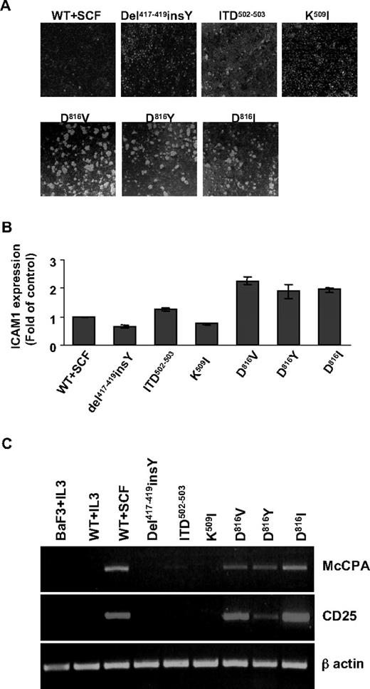 Figure 2. PTD mutants only promote cluster formation, MC adhesion-, differentiation-, and neoplasm-related gene expression in Ba/F3 cells. (A) Cluster formation of Ba/F3 cells harboring various KIT mutants. Cells were seeded at 105/mL in 12-well plates with or without mSCF or mIL-3. Six hours later, cells were photographed under an inverted microscopy (Leica DM IRB microscope with a 10×/0.25 objective lens). Images were captured with a CANON Powershot S50 camera and transferred directly to a PowerPoint file (v.2002 SP3). (B) Surface expression of ICAM-1 on Ba/F3 cells. A total of 1 × 105 Ba/F3 cells were stained with phycoerythrin-conjugated antimouse ICAM-1 antibody or IgG isotype control antibody. Expression level is given as fold of control: (MFIICAM-1-MFIisotype)/(MFIWT+SCF-ICAM-1-MFIWT+SCF-isotype). Data are mean ± SD of 3 independent experiments. (C) Expression of CD25 and MC-CPA mRNA in Ba/F3 cells induced by KIT mutants. RNA was isolated from Ba/F3 cells or KIT expressing Ba/F3 cells cultured as indicated. Expression of MC-CPA, CD25, and β-actin mRNA was analyzed by reverse-transcribed PCR as described in “RNA isolation and reverse-transcriptase PCR.”