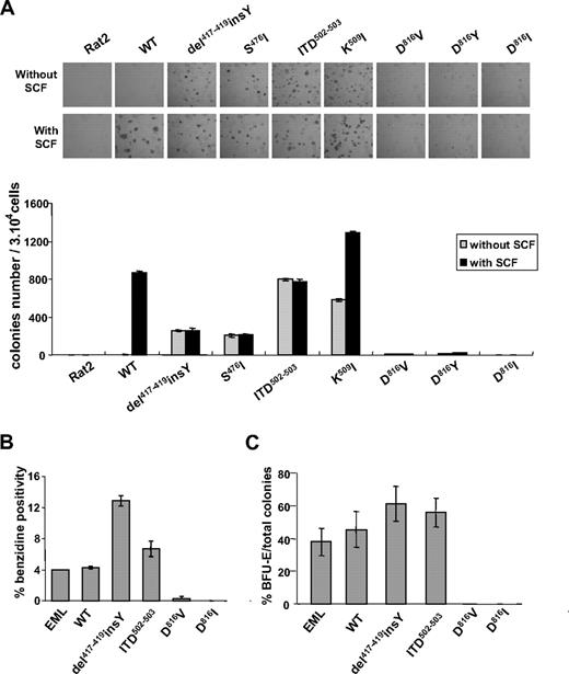 Figure 3. Different biologic effect induced by ECD and PTD mutants in Rat2 and EML cells. (A) Colony formation by Rat2 cells expressing different KIT mutants in soft-agar medium. Cells were plated at a concentration of 3 × 104 per dish under the indicated growth condition. Colonies were photographed (top panel) under inverted microscopy (original magnification ×4) and counted (bottom panel) at day 10. Data are mean ± SD of duplicates. (B) Epo-induced hemoglobinization of EML cells bearing different KIT. EML parental cells, EML-WT cells (with 5 U/mL Epo and mSCF), and KIT mutants expressing EML cells (with 5 U/mL Epo) were grown in erythroid differentiation medium for 12 days. Hemoglobin-positive cells were scored after benzidine staining. Data are percentage of benzidine-positive cells in a field. (C) Epo-induced BFU-E formation by KIT variants expressing EML cells. Different EML cells mixed with 1 mL methylcellulose were seeded in 6-well plates in the presence of 10 U/mL Epo and/or mSCF. Colonies were counted after 7 days. Data are percentage of BFU-E compared with total colonies. Results represent the mean ± SD of duplicates. (A-C) Results are representative of 3 independent experiments.