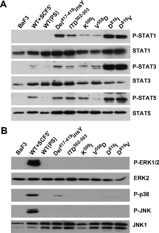 Figure 4. STAT pathways rather than MAPK pathways are constitutively activated by both ECD and PTD-KIT mutants. Parental or KIT-expressing Ba/F3 cells were serum starved for 5 hours in medium containing 0.5% FBS before stimulation for 5 minutes with or without 250 ng/mL mSCF as indicated. Ba/F3-WT (PS) cells were cultured in the presence of 250 ng/mL mSCF as a control for permanent stimulation (PS) of the KIT receptor. Whole-cell lysates were analyzed by SDS-PAGE, followed by Western blotting with indicated antibodies. (A) After immunoblotting with phospho-specific antibodies toward STAT1, STAT3, and STAT5 (top panels), membrane was stripped and reprobed with anti-STAT antibodies as loading controls. (B) Blots were stained with the indicated activation-specific antibodies. (Top panels) Antiphospho-ERK1/2, antiactive P38, and antiphospho-JNK antibodies. Blots were stripped and reprobed with anti-ERK2 and anti JNK antibodies to illustrate equal loading. These results are representative of 3 independent experiments.