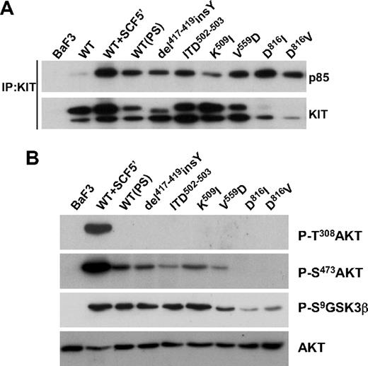 Figure 5. Differential activation of AKT pathway by ECD and PTD mutants. (A) Constitutive association of p85 with all KIT mutants. Cells were serum starved for 5 hours and then stimulated with or without mSCF for 5 minutes. KIT proteins were immunoprecipitated, fractionated by SDS-PAGE, and blotted with anti-P85 (top panel) or anti-KIT antibodies (bottom panel). (B) Activation of AKT and its downstream pathway by ECD and PTD mutants. Total lysates from serum-starved Ba/F3 cells were subjected to SDS-PAGE and immunoblotted with antiphospho-AKT (T308), antiphospho-AKT (S473), and antiphospho-GSK3β (S9) antibodies. Membranes were stripped and reprobed with anti-AKT antibody. The experiment was performed 3 times with similar results.