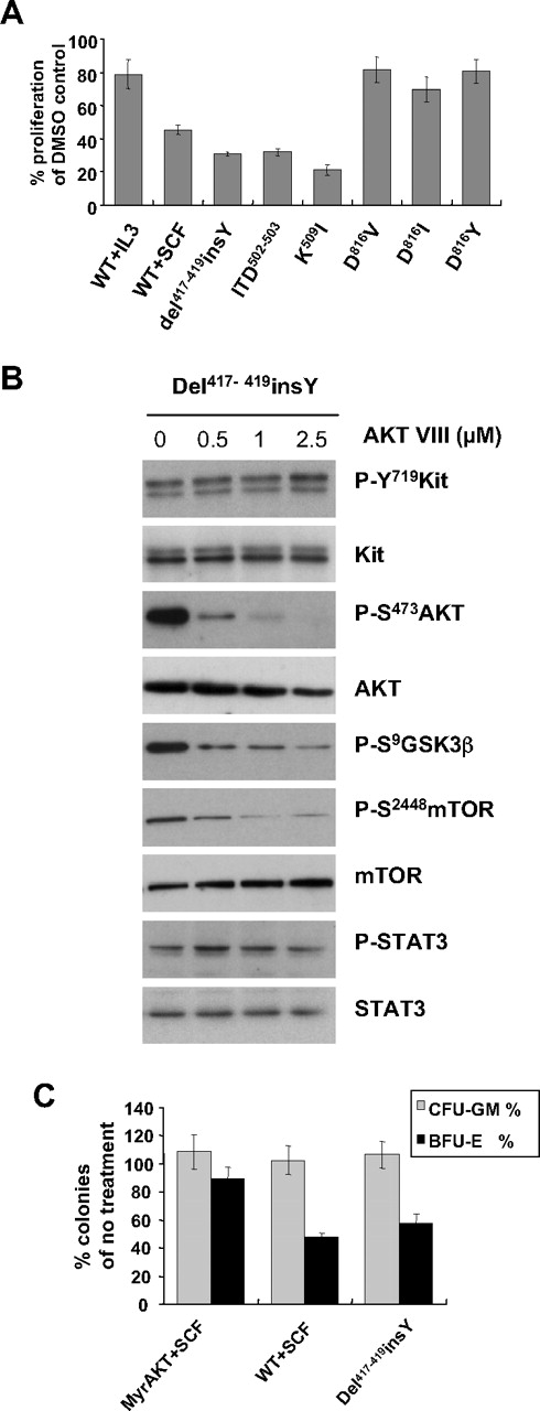 Figure 6. Effect of AKT inhibitor AKTVIII on ligand-independent proliferation, colony formation, and erythroid differentiation mediated by KIT ECD mutants. (A) Effect of AKTVIII on proliferation of KIT variants expressing Ba/F3 cells. Ba/F3 cells expressing WT or KIT mutants were plated in 96-well plates and grown for 48 hours with or without mSCF or mIL-3 and in the presence of 2.5μM AKTVIII. Cell growth was assessed by measuring mitochondrial conversion of WST-1 into blue formazan dye with a spectrophotometer. Values are presented relative to cell proliferation in the absence of AKTVIII. Data are mean ± SD of triplicates. Results shown are representative of 3 independent experiments. (B) Effect of AKTVIII on activation of AKT and its downstream substrates in Ba/F3-Del417-419insY cells. Cells were serum starved for 5 hours and treated with 0 to 2.5μM AKTVIII for 1 hour before lysis. Phosphorylation of AKT, GSK3β, mTOR, STAT3, and KIT was analyzed by Western blotting using the indicated activation-specific antibodies. The blot was stripped and reprobed with different antibodies as loading controls. (C) Inhibition of Epo-induced BFU-E formation mediated by Del417-419insY mutant. EML cells expressing WT-KIT, Del417-419insY mutant, or MyrAKT were plated in Epo and/or SCF containing methylcellulose in the presence or absence of 0.06μM AKTVIII. Results are percentage of BFU-E or CFU-GM colonies in the presence of AKTVIII relative to those in the absence of AKTVIII. Data are mean ± SD of duplicates. Experiments were performed twice.