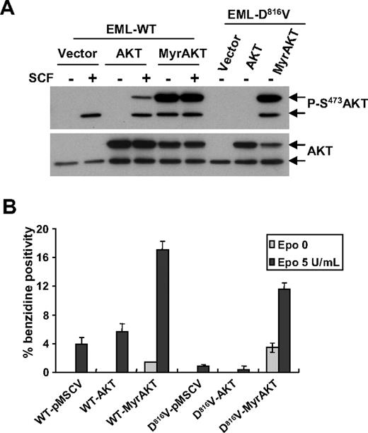 Figure 7. Expression of MyrAKT restores erythroid differentiation in EML-D816V cells. (A) Phosphorylation of AKT in EML cells expressed different forms of AKT. EML-WT or EML-D816V cells transduced with vector, EGFP-AKT1, or MyrEGFP-AKT1 were serum starved for 3 hours before stimulation for 5 minutes with or without 250 ng/mL mSCF. Immunoblot was done with antiphospho-AKT (S473) antibody. Membranes were stripped and reprobed with anti-AKT antibody. Arrows represent the positions of hybrid (Myr) EGFP-AKT (top arrow), and endogenous AKT (bottom arrow). (B) Active form AKT promotes erythroid differentiation in EML-D816V cells. EML-WT cells and EML-D816V cells transduced with different forms of AKT were grown in Iscove modified Dulbecco medium 10 containing 10% BIT with Epo and/or mSCF for 12 days. Hemoglobin-positive cells were scored after benzidine staining. Data are shown as percentage of benzidine-positive cells compared with total cells in a field. Data are mean ± SD of 3 fields. A representative of 3 separate experiments is shown.