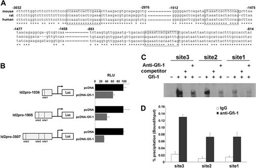 Figure 2. Id2 is a direct transcriptional target of Gfi-1. (A) Sequence alignment of mouse, rat, and human Id2 promoters. Potential Gfi-1 binding sites are boxed. Numbers indicates nucleotide position in the mouse Id2 promoter. (B) Id2 promoter reporter plasmid (Id2pro-1036 or Id2pro-1905 or Id2pro-3507) and Gfi-1 expression plasmid (pcDNA-Gfi-1 or pcDNA control) were cotransfected into 293T cells. Luciferase activities were examined 24 hours after transfection. To compare Gfi-1 repression on 3 Id2 promoter constructs, Id2 promoter activities in pcDNA-Gfi-1–transfected cells were expressed as the percentage of those in pcDNA-transfected cells. Three independent experiments were performed. (C) LightShift EMSA were performed by the use of nuclear extracts from pcDNA (lanes 1, 5, 9) or pcDNA-Gfi-1 (lanes 2, 3, 4, 6, 7, 8, 10, 11, 12)–transfected 293T cells, and biotin-labeled oligonucleotides from Id2 promoter containing the potential Gfi-1 binding sites, in the presence or absence of a 30-fold excess of nonlabeled competitors or anti–Gfi-1 antibody. Three independent experiments were performed. (D) ChIP assays were performed in EML cells. Immunoprecipitation was performed with IgG or anti–Gfi-1. PCR quantification of immunoprecipitated DNA was performed with the SYBR Green PCR Master Mix and primers designed to amplify regions covering each Gfi-1 binding site in the Id2 promoter. Three independent experiments were performed.