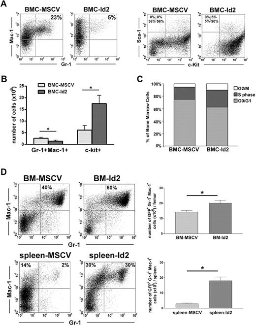 Figure 4. High levels of Id2 expression inhibit neutrophil differentiation in vitro and promote myeloid progenitor proliferation in vitro and in vivo. (A) 5FU-BMCs were transduced with MSCV or MSCV-Id2 retrovirus and cultured in mGM-CSF to induce neutrophil differentiation. Myeloid cells in the culture were analyzed for c-kit, Sca-1, Gr-1, and Mac-1 surface markers. (B) Total cell numbers of Gr-1+Mac-1+ cells and c-kit+ cells from MSCV- or MSCV-Id2–transduced 5FU-BMC culture. *P < .05 in 2-sided t test. (C) Cell-cycle analysis of MSCV- or MSCV-Id2–transduced 5FU-BMCs was analyzed by propidium iodide staining. (D) Myeloid development in recipient bone marrow and spleen was examined 5 months after transplantation by FACS analysis with the use of Gr-1, and Mac-1 antibodies. Total cell number of Gr-1+Mac-1+ cells was shown. *P < .05 in 2-sided t test. Four recipient mice were used in each group. Three independent experiments were performed.