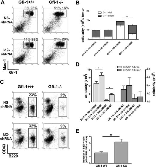 Figure 5. Id2 knockdown in Gfi-1−/− BMC partially rescues hematopoiesis. (A) pRetro-Id2-shRNA– or pRetro-NS-shRNA–transduced Gfi-1+/+ or Gfi-1−/− BMCs (1 × 106 per recipient) with supporting wild-type BMC (2 × 105 per recipient) were transplanted into lethally irradiated C57BL/6 mice. Myeloid reconstitution in recipient bone marrow was examined 4 weeks after transplantation by analyzing the GFP+ donor cells with Gr-1 and Mac-1 surface markers by flow cytometry. (B) Total cell numbers of Gr-1dullMac-1+ and Gr-1brightMac-1+ cells were shown. *P < .05 in 2-sided t test. Four recipient mice were used in each group. Three independent experiments were performed. (C) B-cell reconstitution in recipient bone marrow was examined 4 weeks after transplantation by analyzing the GFP+ donor cells with B220 and CD43 surface markers by flow cytometry. (D-E) Total cell number of B220+CD43+ and B220+CD43− cells, and fold of induction of B220+ cells by Id2 shRNA were shown. *P < .05 in 2-sided t test. Four recipient mice were used in each group. Three independent experiments were performed.