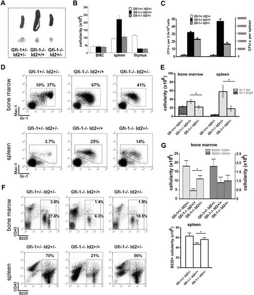 Figure 6. Id2 heterozygosity partially rescues Gfi-1−/− phenotype. (A) Picture of spleens and thymuses from Gfi-1+/−Id2+/−, Gfi-1−/−Id2+/+, and Gfi-1−/−Id2+/− mice. Image taken with Canon PowerShot G10 Digital Camera. (B) Cellularity of bone marrow, spleens and thymuses from Gfi-1+/−Id2+/−, Gfi-1−/−Id2+/+, and Gfi-1−/−Id2+/− mice. (C) Splenocytes from Gfi-1+/−Id2+/−, Gfi-1−/−Id2+/+, and Gfi-1−/−Id2+/− mice were plated in methylcellulose medium supplemented with murine IL-3 and mGM-CSF. Colony numbers were counted after 7 to 10 days in culture. (D-E) Bone marrows and spleens of Gfi-1+/−Id2+/−, Gfi-1−/−Id2+/+, and Gfi-1−/−Id2+/− mice were analyzed for Gr-1 and Mac-1 expression by FACS. The percentage and total cell number of myeloid populations were shown. *P < .05 in 2-sided t test. (F-G) Bone marrows and spleens of Gfi-1+/−Id2+/−, Gfi-1−/−Id2+/+, and Gfi-1−/−Id2+/− mice were analyzed for B-cell development by FACS. The percentage and total cell number of B220+CD43+, B220+CD43−, or B220+ cells were shown. *P < .05 in 2-sided t test. Three independent experiments were performed.