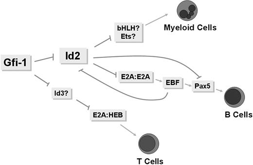 Figure 7. Id2 is a Gfi-1 target that mediates Gfi-1 function during B-cell and myeloid development. Gfi-1 is a component of the B-cell transcriptional network through Id2 regulation. Repression of Id2 expression by Gfi-1 is required for B-cell development. In Gfi-1–deficient mice, high levels of Id2 expression are observed in B-cell progenitors, which lead to B-cell inhibition. Id2 also mediates Gfi-1 function in myeloid development. In Gfi-1–deficient mice, high levels of Id2 expression are observed in myeloid progenitors, which lead to myeloid hyperplasia and differentiation arrest.