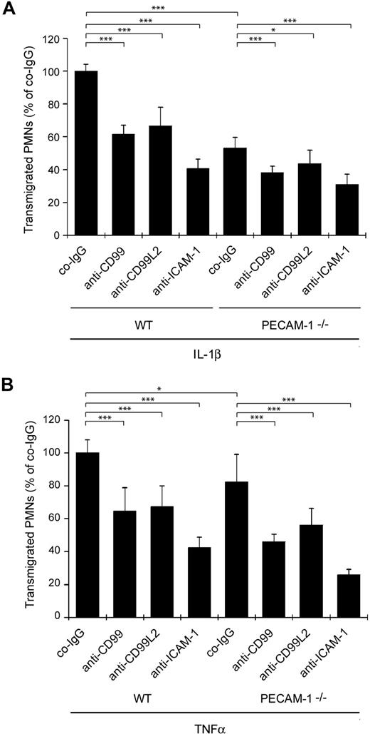 Figure 1. Antibodies against CD99 and CD99L2 block transendothelial migration of WT and PECAM-1–deficient neutrophils in vitro. Bone marrow–derived polymorphonuclear leukocytes from WT or PECAM-1–deficient mice were allowed to migrate for 30 minutes through a monolayer of bEnd.5 cells grown on transwell filters in the presence of 40 ng/mL KC in the lower chamber. Endothelial cells were stimulated with IL-1β (A) or TNF-α (B) 16 hours before the experiment. Thirty minutes before the start of the experiment, endothelial cells were incubated with 30 μg/mL of preimmune control IgG (co-IgG) or affinity-purified anti-CD99 IgG (anti-CD99) or affinity-purified anti-CD99L2 IgG (anti-CD99L2) or an mAb against ICAM-1 (anti–ICAM-1). ***P < .001. *P < .05. Statistical analysis was done by ANOVA evaluating all available data (n = 9) of 3 experiments.
