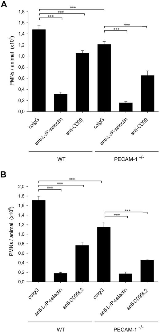 Figure 2. Antibodies against CD99 and CD99L2 inhibit IL-1β–elicited neutrophil extravasation into the peritoneal cavity of PECAM-1–deficient mice. Comparison of the function of (A) CD99 and PECAM-1 and (B) of CD99L2 and PECAM-1. Mice were intravenously injected with 50 μg of the following antibodies in PBS: preimmune co-IgG for negative controls, mAbs against P-selectin and L-selectin (anti–P-/L-selectin) for positive controls, or affinity-purified anti-CD99 IgG (anti-CD99, panel A), or affinity-purified anti-CD99L2 IgG (anti-CD99L2, panel B), immediately followed by intraperitoneal administration of IL-1β. Peritoneal leukocytes were removed 4 hours after stimulation, and neutrophil counts were determined. Results represent 3 independent experiments; for each determination of each experiment, 5 mice were analyzed. ***P < .001. Statistical analysis was done by ANOVA evaluating all available data.