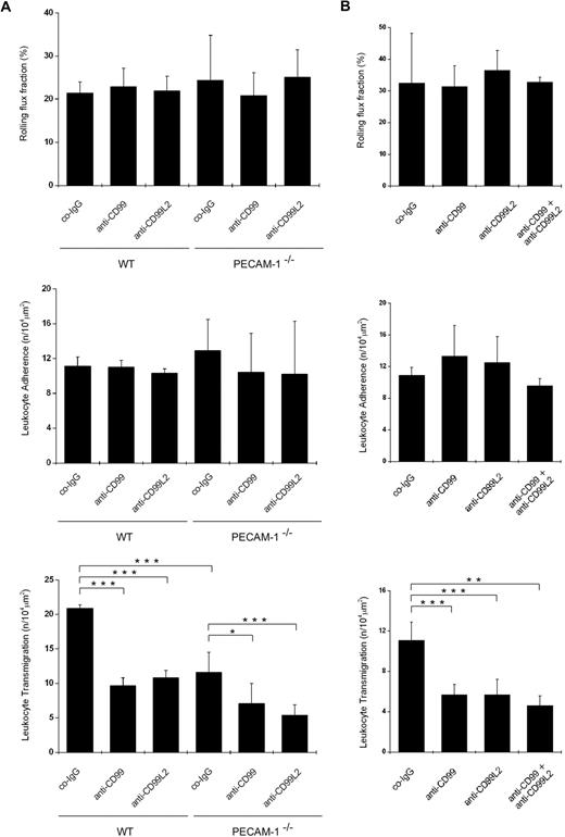 Figure 3. Antibodies against CD99 and CD99L2 inhibit neutrophil extravasation in the cytokine-inflamed cremaster of WT and PECAM-1–deficient mice. Leukocyte rolling, adhesion, and extravasation in (A) 4-hour IL-1β or (B) 2-hour TNF-α inflamed cremaster were analyzed by intravital microscopy in WT (A-B) and PECAM-1–deficient mice (only panel A) intravenously injected with 50 μg antibody of preimmune co-IgG, affinity-purified anti-CD99 IgG (anti-CD99), or affinity-purified anti-CD99L2 IgG (anti-CD99L2; as indicated) or a combination of both antibodies (only panel B). Four or 2 hours later, respectively, the cremaster muscle was surgically prepared, and the number of rolling leukocytes (per second per millimeter), adherent leukocytes (per 104 μm2 of venule surface area), and extravasated leukocytes from cremasteric venules (per 104 μm2 tissue area) were determined by intravital near-infrared reflected light oblique transillumination microscopy. ***P < .001. **P < .01. *P < .05. Statistical analysis was done by ANOVA evaluating all available data (n = 3-6). Hemodynamic parameters are given in Tables 1 and 2.