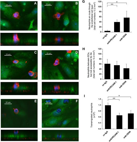 Figure 4. Antibodies against CD99 and PECAM-1 trap neutrophils between endothelial cells while they transmigrate through endothelial monolayers in vitro. Bone marrow–derived mouse neutrophils were allowed to transmigrate through monolayers of bEnd.5 cells on laminin-coated transwell filters in the presence of antibodies against PECAM-1 (A-B), CD99 (C-D), or control antibodies (E-F). Endothelial cells were stained with cell tracker green, cell nuclei with Hoechst dye (blue), and at the end of the assay cells were fixed and neutrophils were stained with antibodies against CD11b (red). Cells were visualized by confocal microscopy, and each example is depicted as X-Y and underneath as X-Z presentation. Examples for neutrophils are shown that were trapped at a more apical position (panels A,C) or a more basal position (panels B,D) during diapedesis (en route) through the endothelial cell layer. Neutrophils varied between these 2 positions with similar frequency independent of whether antibodies against CD99 or PECAM-1 were used. Examples for neutrophils on top of endothelial cells (panel E) and embedded between endothelial cells, but not accessible for anti-CD11b staining (panel F) are shown. Quantification of neutrophils in the positions “en route” through the endothelial cell monolayer (G), between endothelial cells and not accessible for antibody staining (H), and in the bottom chamber of the transwell filters (I). **P < .01. *P < .05. Statistical analysis was done by ANOVA evaluating all available data with n ≥ 60 for co-IgG and n ≥ 90 for anti–PECAM-1 and anti-CD99.