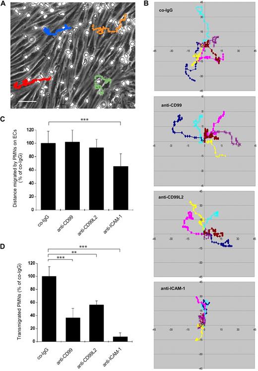Figure 5. Antibodies against CD99 and CD99L2 do not interfere with neutrophil lateral migration on endothelioma cells but selectively inhibit neutrophil transendothelial migration in vitro. bEnd.5 cells were cultured to confluence on laminin-coated coverslips and were incubated with 30 μg/mL of the indicated antibody for 15 minutes before the assay. Neutrophils were added on top of the bEnd.5 cell monolayer and were allowed to adhere for 10 minutes. Lateral migration (A-C) and transmigration of neutrophils (D) across the endothelial cell monolayer were visualized by time-lapse video microscopy. Phase-contrast images were captured every 20 seconds over a time period of 20 minutes. (A) Cell tracks of 4 individual neutrophils on a bEnd.5 cell monolayer in the presence of co-IgG. (B) Tracking data of 6 individual neutrophils (of 70 evaluated) for each antibody investigated. (C) Quantitative analysis of the distance that neutrophils migrated on endothelial cells during the 20-minute period in the presence of the indicated antibodies. (D) Percentage of transmigration of neutrophils across bEnd.5 monolayers during the time interval. ***P < .001. **P < .01. Statistical analysis was done by ANOVA evaluating all available data.