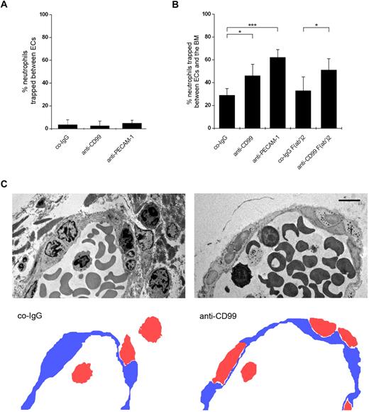 Figure 6. Localization of trapped neutrophils during diapedesis in cremaster venules by electron microscopy. (A-B) Proportion of neutrophils trapped between endothelial cells (A) and between endothelial cells and the basement membrane (B) in IL-1β-treated cremaster muscles. Analysis was done by transmission electron microscopy. Animals were treated with preimmune control antibodies (co-IgG), affinity-purified anti-CD99 antibodies (anti-CD99), a mixture of 2 mAb against mouse PECAM-1 (anti–PECAM-1), or control IgG F(ab′)2 or anti-CD99 F(ab′)2 (as indicated). Graphs represent the number of trapped neutrophils given as percentage of leukocytes that had passed the endothelial cell contacts. For each determination, 30 to 52 randomly selected vessel segments were analyzed. ***P < .001. *P < .05. Statistical analysis was done by ANOVA evaluating all available data. (C) Electron micrographs of vessel segments of IL-1β inflamed cremaster muscle of mice treated with control antibody from the preimmune serum (co-IgG) and affinity-purified anti-CD99 antibodies (anti-CD99). Positions of neutrophils (red) and endothelium (blue) are given in the cartoons at the bottom. Bar represents 5 μm.