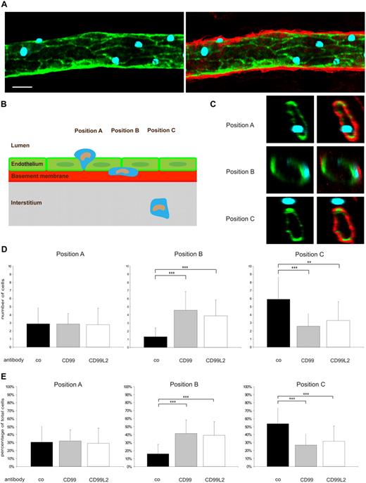 Figure 7. Localization of trapped neutrophils during diapedesis in cremaster venules by confocal fluorescence microscopy of stained tissue whole mounts. A 3D confocal image analysis of cremaster was used to determine sites of arrest of transmigrating leukocytes after the administration of blocking antibodies. Mice were intrascrotally stimulated with IL-1β and intravenously injected with anti-CD99 antibodies, anti-CD99L2 antibodies, or preimmune IgG as a control. Three hours later, whole mounts of cremaster muscles were immunostained for ESAM (green), laminin-α5 (red), and MRP-14 (blue) to visualize endothelial cell contacts, basement membrane, and neutrophils, respectively. Neutrophil localization relative to the endothelium and its underlying basement membrane was analyzed by confocal microscopy. (A) Fluorescent images showing a representative longitudinal vessel segment typically used for the 3D analysis and evaluation. The left panel shows an image of a venule stained for endothelial cell contacts (green) and neutrophils (blue) only. The image on the right depicts the same venule with the staining for the basement membrane (red) added. Projection images of only one-half of the venule have been used for better depiction. Bar represents 20 μm. (B) Schematic drawing illustrating the criteria used to define the positions of the neutrophils within the cremaster tissue samples. Position A indicates neutrophils embedded within the endothelial layer; position B, neutrophils located between endothelial cells and the basement membrane; and position C, fully emigrated neutrophils. (C) Representative images showing cross sections of venules with neutrophils located at the positions indicated in panel B (staining as in panel A). (D) The absolute numbers of neutrophils found at the positions indicated under the respective experimental conditions. Values are mean ± SD (on average, 20 of the most frequent vessel segments having 7-16 neutrophils in total analyzed). (E) Numbers of neutrophils found at the positions indicated expressed as percentage of total neutrophils. Here, all vessel segments having more than 5 neutrophils in total have been evaluated (on average, 30 vessel segments). co indicates control. ***P < .001. **P < .01. Statistical analysis was done by ANOVA evaluating all available data.