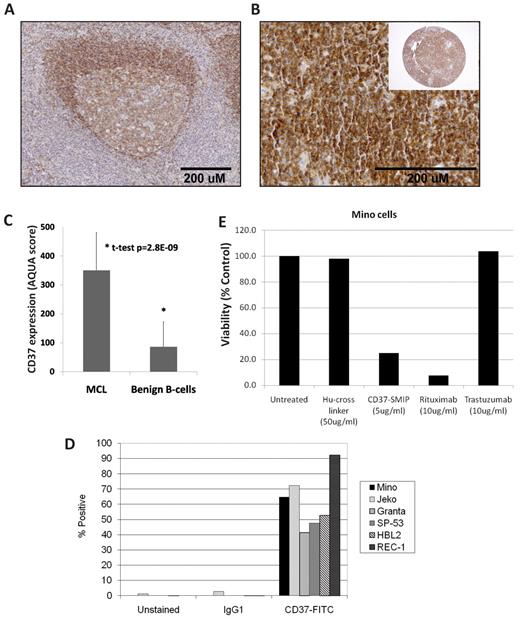 Figure 5. CD37 is expressed in patients with MCL and MCL cell lines, and CD37-SMIP treatment is cytotoxic in MINO. (A) Representative medium-power (20× original magnification) view of normal tonsil control tissue showing CD37 expression by the B cells of a B-cell follicle and lack of expression in the interfollicular lymphocytes. The intensity of membranous and cytoplasmic staining is greater in the B cells found within the mantle zone compared with those in the germinal center. (B) Representative high-power (40×) and low-power (10×, inset) view of a 2-mm MCL core from a tissue microarray. Images were captured with an Olympus DP25 digital camera using DP2-BSW Version 1.3 software mounted on an Olympus BX41 microscope with 10×/0.30, 20×/0.40, and 40×/0.65 objectives. Images were resized without color or contrast manipulation in Adobe Photoshop CS2 Version 9.0.2. (C) CD37 expression assessed by AQUA of immunofluorescence in CD20+ B cells from cases of MCL and benign lymphoid tissue represented on a tissue microarray. Column indicates average from 28 tissue cores representing 14 cases of MCL and 14 tissue cores from 8 cases of benign lymphoid tissue (6 lymph node and 2 tonsil); bars, 1 SD 2-tailed, unpaired t test, P < .001. (D) Flow cytometric assessment of CD37 surface expression in 6 MCL cell lines with fluorescein isothiocyanate (FITC)–conjugated anti-CD37 antibody and IgG1 isotype control antibody. (E) Viability of MINO cells 72 hours after treatment with CD37-SMIP, rituximab, and trastuzumab in the presence of a cross-linking, Fc-specific, goat anti–human IgG. Viability was measured by Annexin V/propidium iodide staining and normalized to control. Data are representative of 3 separate experiments.