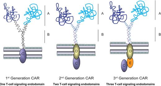 Figure 1. Modular structure of prototypical CAR. CAR shown dimerized on the cell surface demonstrating the key extracellular (A-B) and intracellular (C-E) domains. CARs may express 1, 2, or 3 signaling motifs within an endodomain to achieve a CAR-dependent fully-competent T-cell activation signal. The modular structure of the CAR's domains, for example, the scFv (VL linked to VH) region (A) and the flexible hinge and spacer, for example, from IgG4 hinge, CH2, and CH3 regions (B), allow investigators to change specificity through swapping of exodomains and achieve altered function by varying transmembrane and intracellular signaling moieties (C-E).