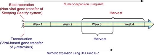 Figure 2. Timeline for in vitro gene transfer and propagation of CAR+ T cells. The electrotransfer of transposon/transposase systems has narrowed the gap between nonviral and viral-based gene transfer for the amount of time in tissue culture needed to generate a clinically sufficient number of genetically modified CAR+ T cells. Cells transduced with virus (blue text) are typically propagated for 3 weeks before infusion.68,69 T cells that undergo nonviral gene transfer with the SB system (red text) can be typically harvested within 4 weeks.