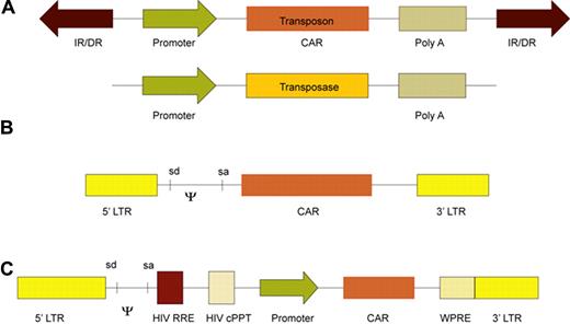 Figure 3. Schematic of vector systems to express CAR transgenes used in clinical trials. (A) Two SB DNA plasmids expressing a (CAR) transposon and a hyperactive transposase (eg, SB11). Transposition occurs at a TA dinucleotide sequence when the transposase enzymatically acts on the internal repeat flanking the transposon. (B) A recombinant retroviral vector showing the long terminal repeats (LTR) containing the promoter flanking the CAR. SD and SA are the splice donor and splice acceptor sites, respectively, and ψ is the viral packaging signal. (C) A self-inactivating recombinant lentiviral vector construct containing the LTR, ψ, SD and SA sites, HIV Rev response element (RRE), HIV central polypurine tract (cPPT), CAR under control of an internal promoter, and the wood-chuck hepatitis virus posttranscriptional regulatory element (WPRE).