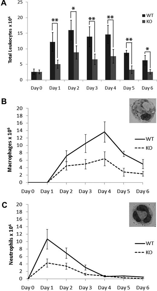 Figure 1. Leukocyte recruitment in response to thioglycollate is impaired in S100A10−/− mice. (A) Mice were injected intraperitoneally with thioglycollate, and the total peritoneal leukocytes were collected at various time points by peritoneal lavage. Resident leukocytes were collected from unstimulated peritoneum and are represented as t = 0. Cell differentials of the total peritoneal leukocytes were determined by May-Grünwald-Giemsa staining and macrophage (B) and neutrophil (C) content determined. Statistical analysis was performed by Student t test: *P < .05; **P < .01. No significant difference was observed between resident leukocytes from WT and S100A10−/− (KO) mice (P < .124).
