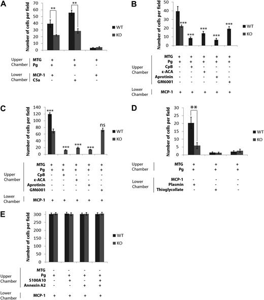 Figure 3. Role of S100A10 in Matrigel invasion and cell migration. WT and S100A10−/− (KO) peritoneal macrophages (1 × 105 cells) were added to the upper chamber of Matrigel (MTG)-coated chambers (BD Biocoat chambers, 8-μm pore) and incubated in the presence or absence of Plg (0.5μM). The lower chamber contained MCP-1 or C5a (10 ng/mL). Cells were incubated at 37°C for 48 hours (A). Invading cells were quantified as described in “Matrigel invasion and cell migration.” Data are expressed as mean number of cells per 40× field plus or minus SD of 3 independent experiments. Statistical analysis was performed by Student t test: **P < .01. No significant difference in invasion was observed for WT and S100A10−/− macrophages in the absence of Plg (P < .053) by t test. WT (1 × 105 cells; B) and S100A10−/− macrophages (3 × 105 cells; C) were incubated with Plg, and aprotinin, ϵ-ACA, or CpB, and invasion determined in response to MCP-1 (10 ng/mL) in the lower chamber (B-C). The invading cells were quantified as described in panel A. Statistical analysis was performed by one-way analysis of variance comparison of untreated WT macrophage invasion (B) or untreated S100A10−/− macrophage invasion (C). WT and S100A10−/− macrophages (1 × 105 cells) were added with Plg to the upper chamber of Matrigel-coated chambers with plasmin (0.43 CTA U/mL) or thioglycollate (4%) as chemoattractant in the lower chamber (D). Invasion was quantified as described in panel A. Statistical analysis was performed by Student t test: **P < .01. No significant difference in invasion was observed between WT and S100A10−/− macrophages in the absence of a chemoattractant or when thioglycollate was used as a chemoattractant. WT and S100A10−/− peritoneal macrophages (1 × 105 cells) were added to uncoated invasion chambers in the presence of 0.5μM Plg (E). Cells were incubated at 37°C for 48 hours. Migrating cells were quantified as described in panel A. Statistical analysis was performed by Student t test: **P < .01. No significant difference was observed between WT and S100A10−/− macrophage migration in the absence of Matrigel: ***P < .001. ns indicates not significant.