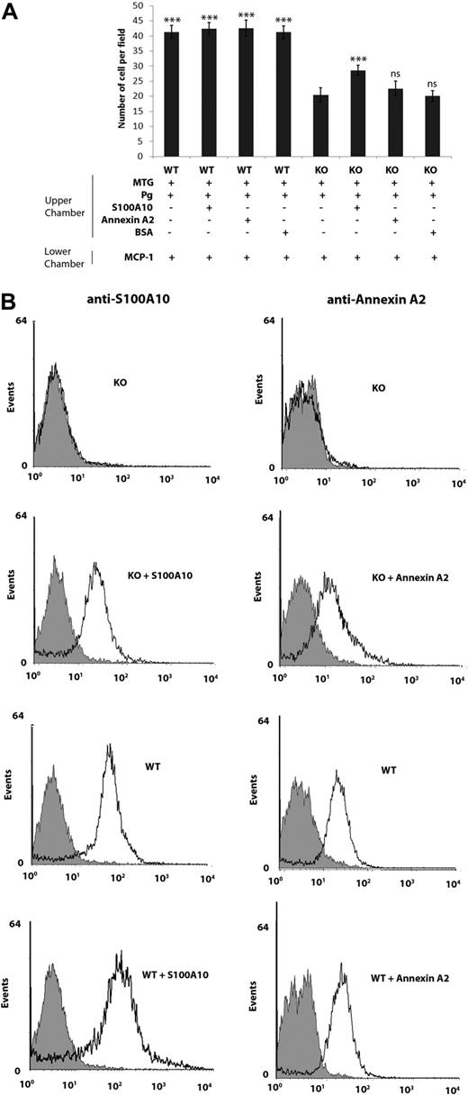 Figure 4. Addition of S100A10, but not annexin A2, increases invasion of S100A10−/− macrophages. (A) WT and S100A10−/− (KO) peritoneal macrophages (1 × 105 cells) were added to the upper chamber of Matrigel-coated chambers (BD Biocoat chambers, 8-μm pore), which contained Plg and S100A10, annexin A2, or bovine serum albumin (2 μg/mL). The lower chamber contained MCP-1 (10 ng/mL). Cells were incubated at 37°C for 48 hours. Invading cells were quantified as described in “Matrigel invasion and cell migration.” Data are expressed as mean number of cells per 40× field plus or minus SD of 3 independent experiments. Statistical analysis was performed by one-way analysis of variance (with Tukey multiple comparisons) compared with Plg-dependent S100A10−/− invasion: ***P < .001. ns indicates not significant. (B) Flow cytometric analysis of cell-surface annexin A2 and S100A10 levels in WT and S100A10−/− (KO) peritoneal macrophages. Macrophages were incubated in the presence or absence of annexin A2 (2 μg/mL) or S100A10 (2 μg/mL), washed, and incubated with antiannexin A2 and anti-S100A10 antibodies. Black line indicates staining with anti–annexin A2 or anti-S100A10 antibodies; and light gray area, the reaction with nonimmune rabbit IgG.