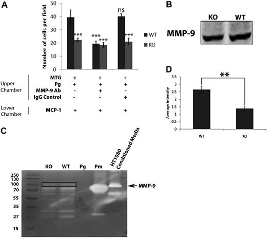 Figure 5. S100A10 mediates activation of MMP-9. WT and S100A10−/− (KO) peritoneal macrophages (1 × 105 cells) were added to the upper chamber of Matrigel-coated chambers, which also contained Plg (0.5μM) and, where indicated, MMP-9 inhibitory antibody (20 μg/mL). The lower chamber contained MCP-1 (10 ng/mL) as chemoattractant (A). Cells were incubated at 37°C for 48 hours. Invading cells were quantified as described in “Matrigel invasion and cell migration.” Data are expressed as mean number of cells per field per 40 × field plus or minus SD of 3 independent experiments. Statistical analysis was performed by one-way analysis of variance (with Tukey multiple comparisons) compared with WT untreated macrophages: ***P < .001. WT and S100A10−/− macrophages were stimulated with Plg (0.5μM) and MCP-1 (10 ng/mL) for 24 hours in serum-free media. Cell lysates were prepared, electrophoresed, and immunoblotted for MMP-9 (B). WT and S100A10−/− macrophages were treated as in panel B, except that cell-conditioned media was collected. Conditioned media was subjected to zymography for MMP-9 (C; box indicates MMP-9 band; Pg, Plg; and Pm, plasmin), and quantification of MMP-9 was performed by densitometry and analyzed by Student t test (D).
