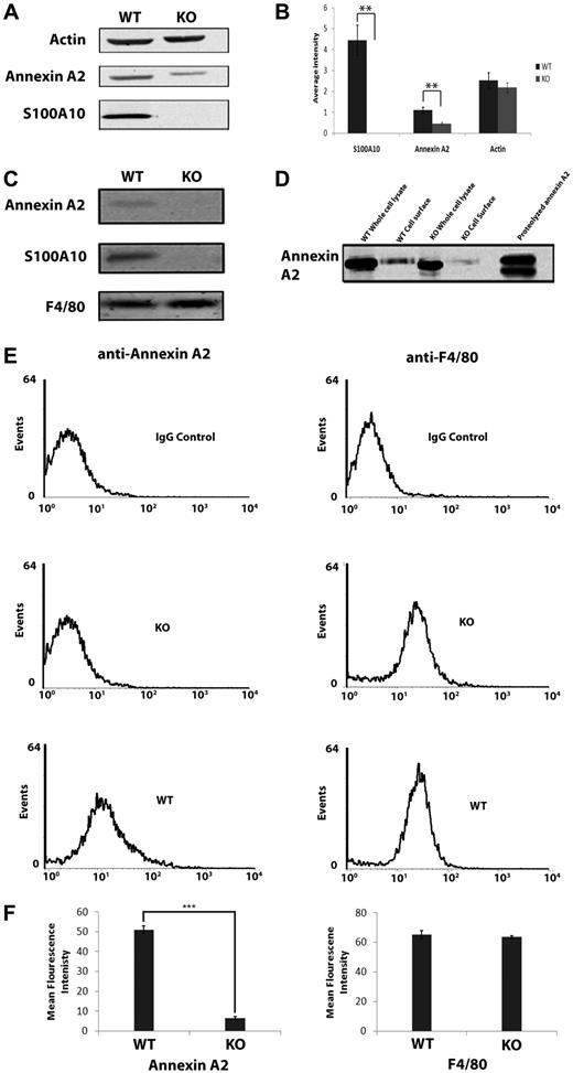 Figure 7. Levels of S100A10 on thioglycollate-elicited macrophages. Peritoneal macrophages were collected 4 days after injection with 4% thioglycollate. Cell lysates were prepared, and total levels of S100A10 or annexin A2 were examined by Western blotting (A) using actin as a loading control and quantitated (B). (C) Cell-surface proteins of peritoneal macrophages were incubated with Sulfo-NHS-SS-biotin, lysed, and the biotinylated (cell surface) proteins were collected with streptavidin beads and subjected to SDS-PAGE and Western blotting for S100A10, annexin A2, and F4/80 (loading control). (D) Total and cell-surface annexin A2 obtained from WT and S100A10−/− peritoneal macrophages were compared with proteolyzed recombinant annexin A2. (E) Flow cytometric analysis of cell-surface annexin A2 and F4/80 levels in WT and S100A10−/− (KO) peritoneal macrophages. (F) Cells were incubated with antiannexin A2 and anti-F4/80 (control) antibodies. Quantification of flow cytometric analysis of cell-surface annexin A2 and F4/80 levels in WT and S100A10−/− macrophages, calculated using WinMDI v2.9 software (***P < .001).