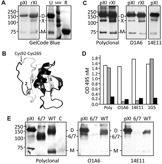 Figure 1. SDS-polyacrylamide gel electrophoresis, western immunoblots, and ELISA of human factor XI. (A left panel) GelCode blue–stained 10% polyacrylamide–sodium dodecyl sulfate gel of plasma (pXI) or recombinant (rXI) human fXI (2-4 μg) purified using a monoclonal IgG against the A3 domain (pXI) or protease domain (rXI). (A right panel) Recombinant fXI (4 μg) run unreduced (U) or reduced (R). MW indicates molecular weight markers. (B) Ribbon model of a hypothetical hybrid apple domain encoded by the fXI Δ6/7 mRNA, based on the primary amino acid sequence encoded by exons 5 (black ribbon) and 8 (white ribbon) and the crystal structure of human fXI.5 The domain is bounded by a disulfide bond between Cys92 and Cys265. Strands 2-7 of the β-sheet are numbered. (C) Chemiluminescent Western blots of plasma (pXI) or recombinant (rXI) fXI using goat polyclonal anti–factor XI IgG (left panel), monoclonal IgG O1A6 (recognizes A3 domain; center panel), or monoclonal IgG 14E11 (recognizes A2 domain; right panel) as the primary antibody. (D) ELISA of cell lysates from HEK293 fibroblasts transiently transfected with expression constructs for WT-fXI (□), fXI-Δ6/7 (), or empty vector (pJVCMV6,7; ■). The ELISA capture antibodies were a goat polyclonal anti–human fXI IgG (Poly), O1A6, 14E11, or a monoclonal antibody against the protease domain (1G5). The detection antibody was a goat polyclonal anti–human fXI IgG conjugated to horseradish peroxidase. (E) Chemiluminescent Western blots of immunoprecipitates of lysates of HEK293 cells transfected with WT-fXI (WT), fXI-Δ6/7 (Δ6/7), or empty vector (C). pXI is a plasma fXI control. Immunoprecipitation was done with IgG 1G5.6,7 Primary antibodies are indicated below each blot. For panels A, C, and E, positions of molecular mass standards (in kDa) are indicated on the left. D indicates fXI dimer; M, fXI monomer; X, putative fXI Δ6/7 splice variant; and 6/7, fXI-6/7 splice variant.
