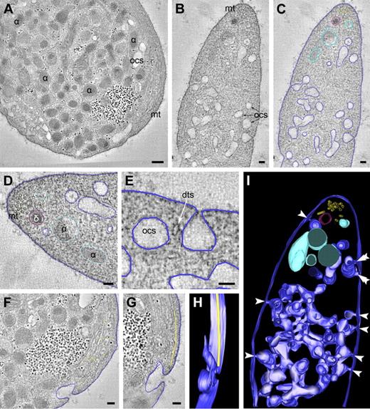 Figure 1. EM tomography of the intracellular membrane organization in nonstimulated platelet. (A-C) Tomographic slices of directly fixed platelet. Dual axis tilt series were generated from chemically fixed platelets as described in “Tomography and data analysis.” The membranes and other structures of interest were manually traced to generate a 3D representation of the structure. Dark blue represents OCS; light blue, platelet secretory α-granule; and red, dense granule. (D) Microtubules are located at the platelet periphery. The OCS membranes are continuous with the cell surface at multiple sites (panel E and arrowheads in panel I), and span the platelet cell surface from one side to the other, revealing numerous branching areas. (An animated model of the OCS is included as supplemental Video 1.) (F-H) Manual tracking of the peripheral microtubular coil (yellow dots at the cell periphery) reveal a microtubule ending at an OCS invagination (supplemental Video 2). α indicates α-granule; δ, dense granule; mt, microtubules; and dts, dense tubular system. (A) Bars represent 200 nm. (B-G) Bars represent 100 nm.