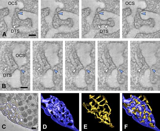 Figure 2. The DTS and OCS are highly intertwined membrane complexes. Dual axis tilt series were generated from chemically fixed platelets as described in “Tomography and data analysis.” (A-B) Series of tomographic slices through the OCS membrane complex. Small membrane continuities (blue arrowheads) connect individual OCS vacuoles and are continuous with the cell surface. DTS membranes (white arrowheads) are closely positioned to the OCS neck regions. (C) OCS and DTS membranes were manually traced to generate a 3D representation of the membrane complexes. (D-E) Three-dimensional reconstructions of the OCS (dark blue) and DTS (yellow). (F) Reconstructed model showing the highly intertwined nature of the membrane complexes. (An animated model of the OCS and DTS is included as supplemental Video 3.) (A-B) Bars represent 50 nm. (C) Bars represent 200 nm.