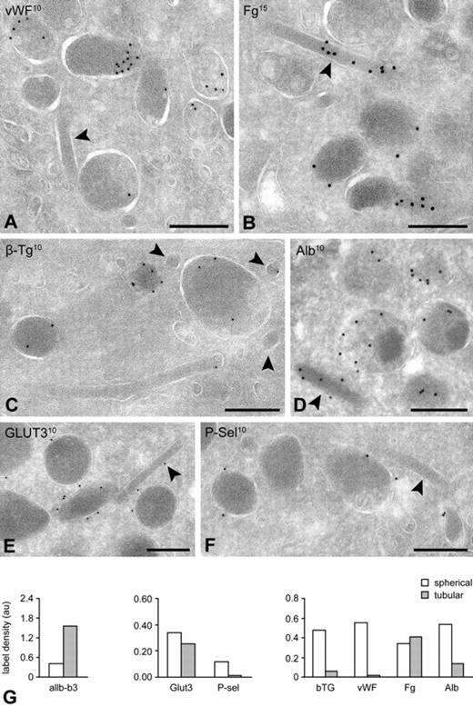 Figure 6. IEM characterization of granule subtypes. Platelets were fixed for immunoelectron microscopy as described in “Blood collection and platelet preparation.” Immunogold labeling was performed on 50-nm-thick cryosections, and the samples were analyzed on a JEOL 1200CX electron microscope. (A-F) Tubular granules were identified as α-granule after immunogold labeling with specific α-granule markers. Labeling of soluble (A-D) and integral membrane proteins (E-F) as indicated on the figures. (G) Quantification of the immunogold label over tubular and spherical profiles. Label densities were determined on electron micrographs at 30 000× nominal magnification, by dividing the total number of gold particles attributed to each subtype by the number of random intersections over the structure. For each marker, a total of 20 electron micrographs was evaluated. Label density is expressed in arbitrary units. Bars represent 200 nm.