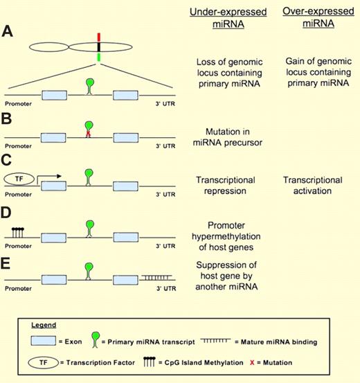 Mechanisms of miRNA dysregulation in cancer. The example shown here to illustrate the different mechanisms has the miRNA located in the intron of a host gene containing 2 exons. (A) A miRNA may be underexpressed or overexpressed due to deletion (green bar) or gain (red bar) of the genomic locus containing the miRNA. (B) Mutation in the miRNA precursor that affects the processing of miRNA may lead to underexpression of the miRNA. (C) Transcriptional repression (eg, by MYC) or activation (eg, by p53) by transcription factors may lead to underexpression or overexpression of miRNA. (D) miRNA expression may be suppressed by promoter methylation. (E) A novel mechanism identified by Ballabio and colleagues where miRNA expression is suppressed by other miRNA inhibiting the expression of the host gene.