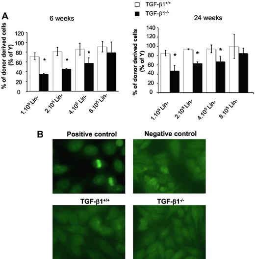 Figure 3. Transplanted TGF-β1 deficient progenitors have decreased reconstitutive capacity with no sign of inflammatory/autoimmune disease. (A) Analysis of reconstitutive capacities of Lin− BM cells from 8- to 10-day-old TGF-β1+/+ and TGF-β1−/− mice. T-depleted Lin− cells (1 × 105, 2 × 105, 4 × 105, and 8 × 105) from male TGF-β1+/+ and TGF-β1−/− mice were transplanted into lethally irradiated CF-1 × Sv129 female mice (10 mice per group). Graphs represent the percentage of donor-derived cells (percentage of Y) in peripheral blood (PB) at 6 weeks (left) and 24 weeks (right) after transplantation (5 mice per group). An example of 2 independent experiments is shown (5 mice per dose of cells; *P < .05). The contribution of donor-derived cells is determined by quantifying chromosome Y sequence in PB of reconstituted irradiated mice in comparison to an autosomal sequence (titine). (B) Serum reactivity from mice that received a transplant with T-depleted Lin− BM cells from TGF-β1+/+ and TGF-β1−/− mice. Sera were collected at week 3 after transplantation. Reactivity was tested in an ANA stain as described by Oak et al39 on the human epithelial cell line Hep2. Antibody binding activity was shown with an anti–mouse immunoglobulin G FITC conjugate. Fluorescence was analyzed with an immunofluorescence microscope. MRL/lpr lupic mice were used as a positive control and TGF-β1+/+ mice as a negative control.