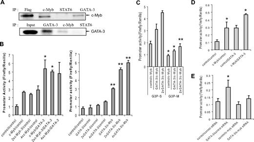 Figure 3. GATA-3 and c-Myb act cooperatively to activate the GATA-3 promoter. (A) Western Blots of immunoprecipitation (IP) carried out on lysates from human primary CD4+CD45RO− cells stimulated for 3 to 5 days under Th2 cell-promoting conditions. Flag indicates Flag-tagged c-Myb expressed in Jurkat cell lysate and IP with anti-Flag antibody (positive control); and Input, total GATA-3 present in cell lysate from stimulated CD4+ T cells. The blots shown are representative of 3 independent experiments. (B) Reporter assays carried out in 293T cells 48 hours after transfection with pG3P-S (wild-type Myb binding site) in the presence of c-Myb and/or GATA-3 expression constructs, or control (empty) vectors. Data in the left and right graphs are representative of 2 and 5 independent experiments, respectively. (C) Reporter assays carried out with pG3P-S or pG3P-M (mutated Myb binging site) as described in Figure 2C. (D) Reporter assays performed in human peripheral T cells with pG3P-S in the presence of c-Myb and/or GATA-3 expression constructs, or (E) siRNA against c-myb, 24 hours after transfection. (C-E) Data are representative of at least 2 independent determinations. *P < .05. **P < .01.