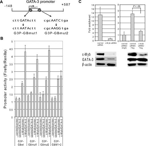 Figure 4. Assembling the c-Myb/GATA-3 complex on the GATA-3 promoter. (A) A schematic diagram of the GATA-3 promoter region, including the minimal promoter. The region illustrated, nts −148 to +587, contains the start of transcription (arrow) from exon 1b and was used for promoter analysis experiments. Gray circles represent GATA binding sites. The sequences below the promoter scheme show the wild-type and mutated GATA binding sequences. (B) Reporter assays carried out with pG3P-S-GATA-3 wild-type minimal promoter vectors (G3P-GBwt), the reporter constructs with one mutated GATA-3 binding site (G3P-GBmut1 and G3P-GBmut2), or both mutated GATA-3 binding sites (G3P-GBmut1 + 2). The promoter vectors were cotransfected with c-Myb, GATA-3, and/or control expression vectors into to 293T cells and Dual-Luciferase activities were determined as described in the Dual Luciferase Reporter Assay method. (C) Purified nucleoprotein complex was obtained from Jurkat cells 48 hours after transfection of siRNAs with or without pcDNA GATA-3-Flag tag expression vector. ChIP assays were carried out with a GATA-3 antibody for endogenous GATA-3 or with a Flag antibody for exogenous GATA-3. The precipitated DNA fractions were analyzed by quantitative RT-PCR with primers specific to the GATA-3 downstream minimal promoter region. The bands at the bottom of each graph show c-Myb, GATA-3, and β-actin protein expression as determined by Western blot 48 hours after transfection of siRNAs with or without pcDNA GATA-3-Flag tag expression vector. Data are representative of 3 independent experiments.