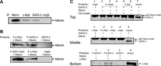 Figure 5. c-Myb binds to GATA-3 through the adaptor protein Menin. (A) Immunoprecipitation (IP) was performed with human primary CD4+ cells stimulated for 5 days under Th2 cell-promoting conditions. Anti-Menin, anti-c-Myb, and anti-GATA-3 antibodies and mouse IgG (mIgG) were used for the IPs. The Western blot was performed with anti-Menin antibody. The blot is representative of 2 independent experiments. (B-C) IPs were carried out with anti-Flag antibodies. Proteins used were synthesized by in vitro translation, except for the top panel of Figure 5C, where CD4+ T-cell lysate stimulated for 5 days under Th2 cell-promoting conditions was also used. The precipitated proteins were detected with Menin (B), GATA-3 (C, top and middle panels), or c-Myb antibodies (C, bottom panel). F indicates Flag-tag; and F-325, truncated c-Myb protein without its negative regulatory domain (1-325 amino acids of c-Myb). The blots are representative of at least 2 independent experiments.