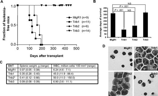 Figure 1. Trib1 and Trib2, but not Trib3, induce AML. (A) Kaplan-Meier survival curve of mice receiving BM transplant with Trib1 (n = 11), Trib2 (n = 6), Trib3 (n = 14), or control MigR1 (n = 9) transduced cells. Results are derived from 2 independent experiments. (B) Average survival for indicated BM transplantation. P values determined by Student t test are indicated. NS indicates no significant difference. The difference between Trib1 and Trib2 yielded P > .1 (Student t test). (C) Average splenic weight and white blood cell count of MigR1, Trib1, Trib2, and Trib3 mice. *The splenic weights and white blood cell counts for the Trib2 mice are published.8 (D) Wright-Giemsa stain of BM cytospin from mice receiving the indicated BM transplantation.