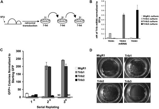 Figure 2. Trib1 and Trib2, but not Trib3, confer serial plating activity in methylcellulose cultures. (A) Serial colony assays were performed as shown using primary BM cells transduced with retroviruses. (B) Primary methylcellulose cultures were sorted for GFP and used for RNA isolation. Absolute quantification of Trib1, Trib2, or Trib3 mRNA normalized to EF1α from sorted BM cells after 8 days of culture in methylcellulose. Values are mean (± SD) for triplicate samples. Data are representative of 2 independent experiments. (C) The colony numbers were counted during 3 rounds of serial culture and normalized to starting GFP. Values are mean (± SD) for triplicate samples. NC indicates no colonies. Data are representative of 3 independent experiments. (D) Plates from the third serial culture are shown.