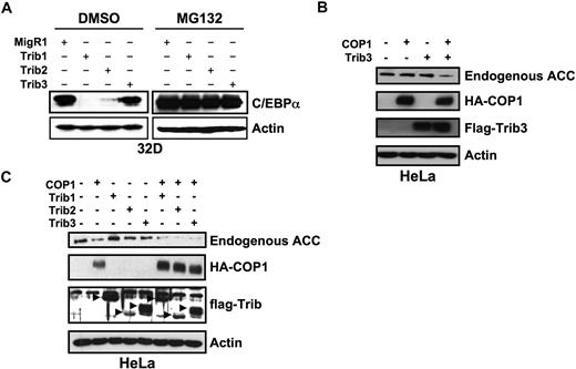 Figure 3. Trib1 and Trib2, but not Trib3, induce efficient degradation of C/EBPα. (A) Western blot for C/EBPα in sorted 32D cells transduced with MigR1, Trib1, Trib2, or Trib3 and treated with either the proteasome inhibitor MG132 or the DMSO control. Endogenous C/EBPα expression was determined with an anti-C/EBPα antibody. β-Actin served as the protein loading control. Data are representative of 3 independent experiments. (B) Western blot for endogenous ACC in HeLa cells transfected with Trib3 and the E3 ubiquitin ligase COP1. (C) Western blot for endogenous ACC in HeLa cells transfected with the indicated Tribbles constructs and COP1. In panels B and C, ACC was detected with an anti-ACC antibody, COP1 was detected with an anti-HA antibody, Tribs were detected with an anti-FLAG antibody, and β-actin was the protein loading control. Data are representative of 2 independent experiments.
