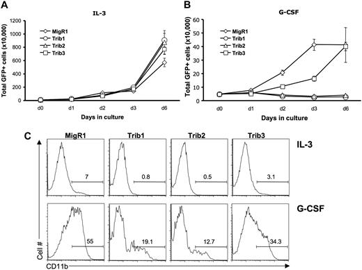 Figure 4. Trib1 and Trib2, but not Trib3, inhibit myeloid differentiation. The 32D cells were transduced with MigR1, Trib1, Trib2, or Trib3 and plated in IL-3 (A) or G-CSF (B) 48 hours after transduction. The number of GFP-expressing cells were determined at the indicated time points. Values are mean (± SD) for triplicate samples. (C) Flow cytometric analysis of CD11b expression, which indicates differentiation, is shown at day 3 after IL-3 or G-CSF treatment. Data are representative of 3 independent experiments.