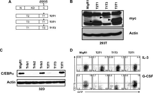 Figure 5. The Trib3 C-terminus can functionally replace the Trib1 C-terminus. (A) Schematic of C-terminal domain swap mutants. *The COP1 binding site DQXVP. (B) Western blot for protein expression of indicated domain swap mutants in transfected 293T cells. The expressed proteins were detected with an anti-myc antibody (9E10) and are indicated with arrows. β-Actin was the protein loading control. (C) Western blot for C/EBPα in sorted 32D cells transduced with the indicated retrovirus. Endogenous C/EBPα expression was detected with an anti-C/EBPα antibody. β-Actin served as the protein loading control. (D) Flow cytometric analysis for CD11b in 32D cells transduced with indicated retrovirus, then plated in IL-3 or G-CSF for 3 days. Data are representative of 3 independent experiments.